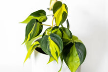 Load image into Gallery viewer, Philodendron Brasil- 4" Pot