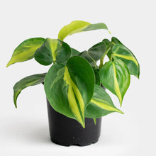 Load image into Gallery viewer, Philodendron Brasil- 4" Pot
