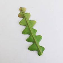 Load image into Gallery viewer, Ric Rac Cactus Cuttings- 2 Pack