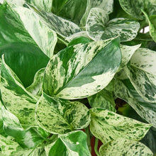 Load image into Gallery viewer, Marble Queen Pothos Cuttings- 2 Pack