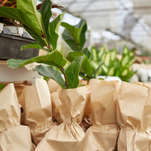 Load image into Gallery viewer, Ric Rac Cactus- 4” Pot