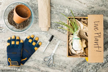 Load image into Gallery viewer, Philodendron Brasil- 4" Pot