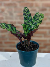 Load image into Gallery viewer, Rattlesnake Calathea- 4" Pot