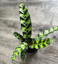 Load image into Gallery viewer, Rattlesnake Calathea- 4" Pot