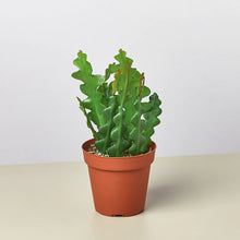 Load image into Gallery viewer, Ric Rac Cactus- 4” Pot