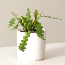 Load image into Gallery viewer, Ric Rac Cactus- 4” Pot