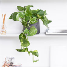 Load image into Gallery viewer, Golden Pothos Cuttings- 2 Pack
