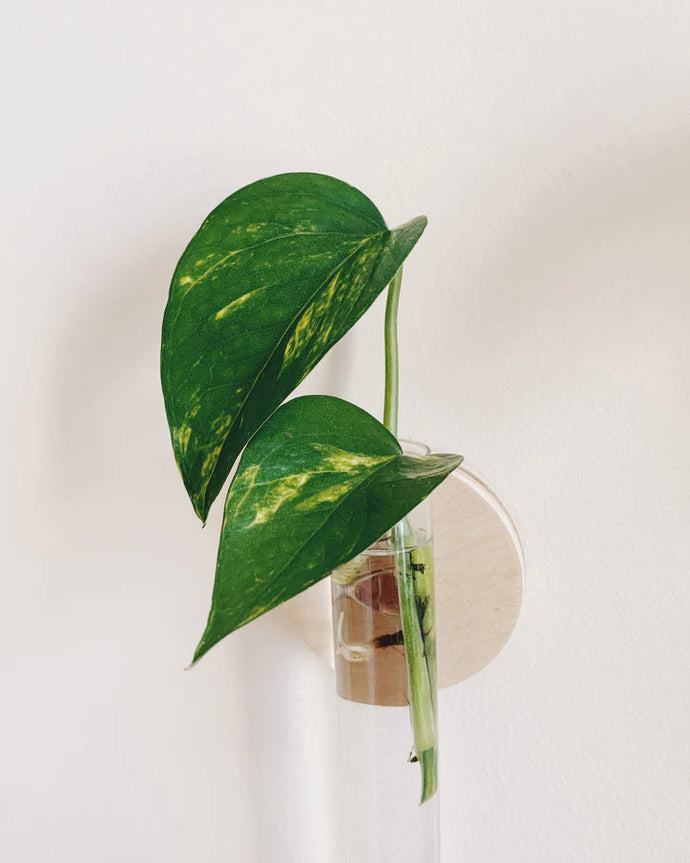 Golden Pothos Cuttings- 2 Pack