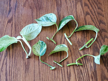 Load image into Gallery viewer, Marble Queen Pothos Cuttings- 2 Pack
