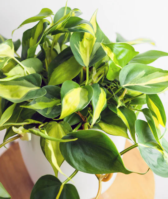 Philodendron Brasil- 6